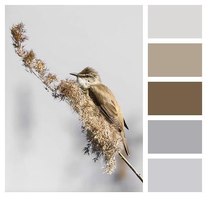 Ornithology Bird Great Reed Warbler Image
